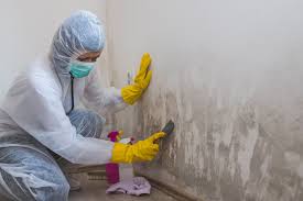 Why You Should Choose Our Mold Remediation Services in Malakoff, TX